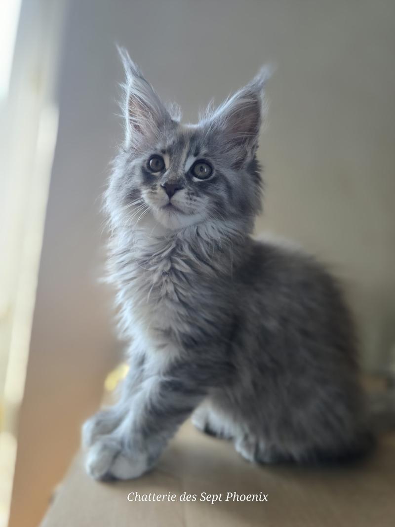 Bluebell Des Sept Phoenix Femelle Maine coon