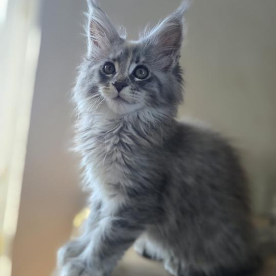 Bluebell Des Sept Phoenix Femelle Maine coon