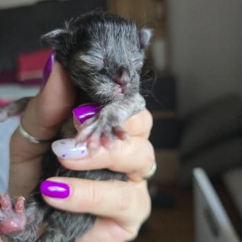 chaton Maine coon black tortie Bogota Chatterie des Sept Phoenix
