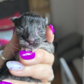 chaton Maine coon black tortie Bogota Chatterie des Sept Phoenix