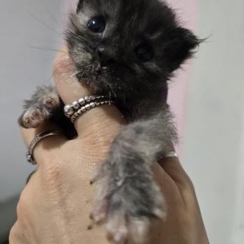 chaton Maine coon black tortie Bogota Chatterie des Sept Phoenix
