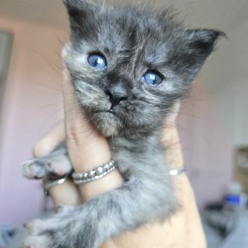 chaton Maine coon black tortie smoke Bogota Chatterie des Sept Phoenix