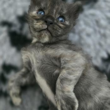 chaton Maine coon black tortie smoke Bogota Chatterie des Sept Phoenix