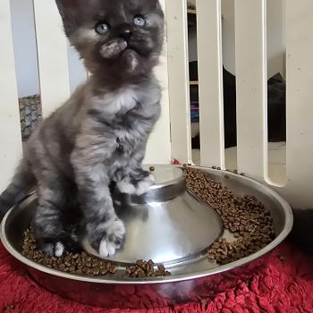 chaton Maine coon black tortie smoke Betty Boop Chatterie des Sept Phoenix