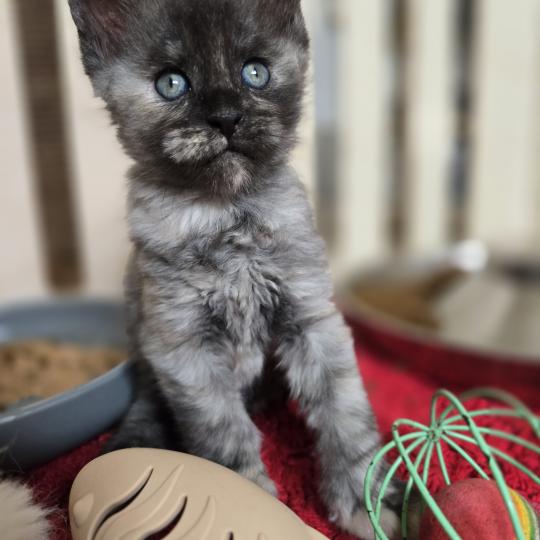 Betty Boop Des Sept Phoenix Femelle Maine coon