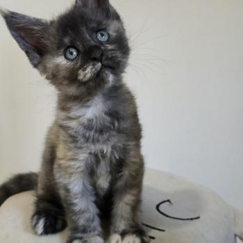 chaton Maine coon black tortie smoke Betty Boop Chatterie des Sept Phoenix