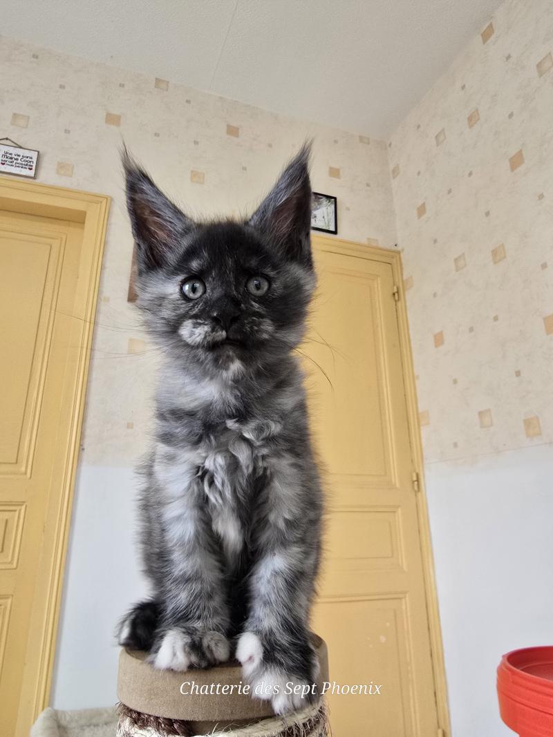Betty Boop Des Sept Phoenix Femelle Maine coon