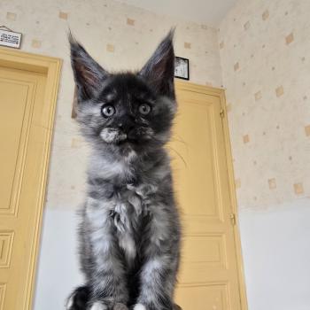 chaton Maine coon black tortie smoke Betty Boop Chatterie des Sept Phoenix