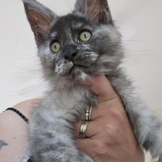Betty Boop Des Sept Phoenix Femelle Maine coon