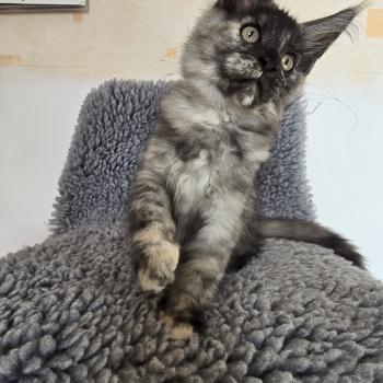 chaton Maine coon black tortie smoke Betty Boop Chatterie des Sept Phoenix