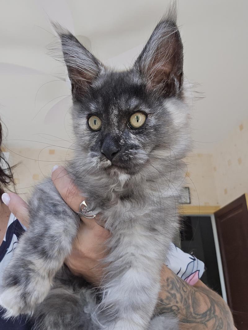 Betty Boop Des Sept Phoenix Femelle Maine coon