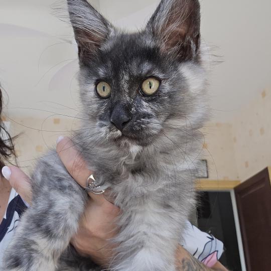Betty Boop Des Sept Phoenix Femelle Maine coon