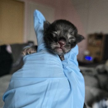 chaton Maine coon polydactyle black smoke Adès Pp Chatterie des Sept Phoenix