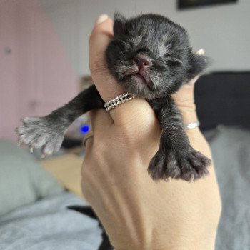 chaton Maine coon polydactyle black smoke Adès Pp Chatterie des Sept Phoenix