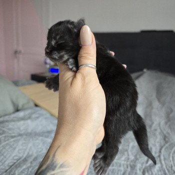 chaton Maine coon polydactyle black smoke Adès Pp Chatterie des Sept Phoenix