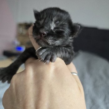 chaton Maine coon polydactyle black smoke Adès Pp Chatterie des Sept Phoenix
