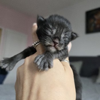chaton Maine coon polydactyle black smoke Adès Pp Chatterie des Sept Phoenix