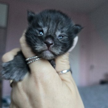 chaton Maine coon polydactyle black smoke Adès Pp Chatterie des Sept Phoenix