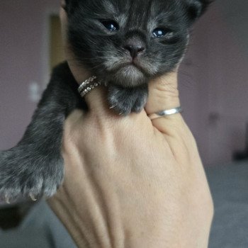chaton Maine coon polydactyle black smoke Adès Pp Chatterie des Sept Phoenix