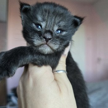 chaton Maine coon polydactyle black smoke Adès Pp Chatterie des Sept Phoenix