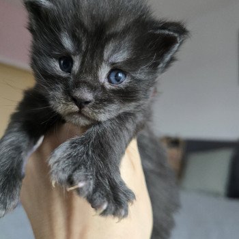 chaton Maine coon polydactyle black smoke Adès Pp Chatterie des Sept Phoenix