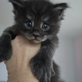 chaton Maine coon polydactyle black smoke Adès Pp Chatterie des Sept Phoenix