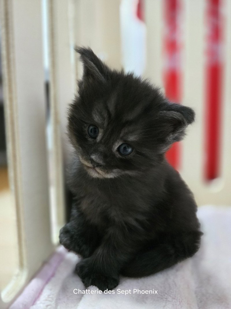 Adès Pp Des Sept Phoenix Mâle Maine coon polydactyle