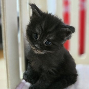 chaton Maine coon polydactyle black smoke Adès Pp Chatterie des Sept Phoenix