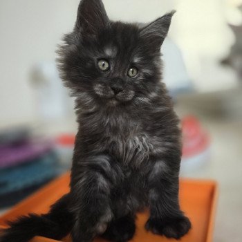 chaton Maine coon polydactyle black smoke Adès Pp Chatterie des Sept Phoenix