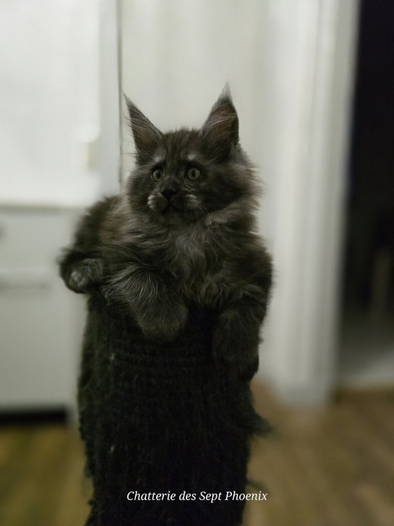 Adès Pp Des Sept Phoenix Mâle Maine coon polydactyle