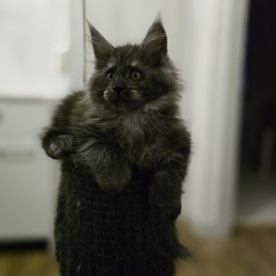 Adès Pp Des Sept Phoenix Mâle Maine coon polydactyle