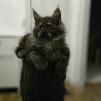 chaton Maine coon polydactyle black smoke Adès Pp Chatterie des Sept Phoenix