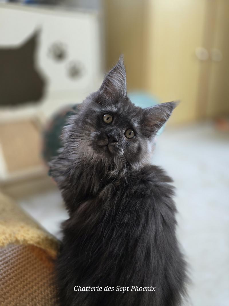 Adès Pp Des Sept Phoenix Mâle Maine coon polydactyle