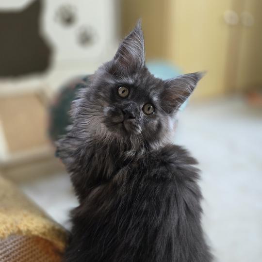 Adès Pp Des Sept Phoenix Mâle Maine coon polydactyle