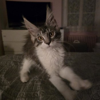 chat Maine coon polydactyle black silver mackerel tabby bicolor Asuna Arya du Temple d'Ubud Chatterie des Sept Phoenix