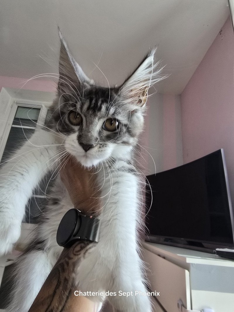 Asuna Arya du Temple d'Ubud Femelle Maine coon polydactyle