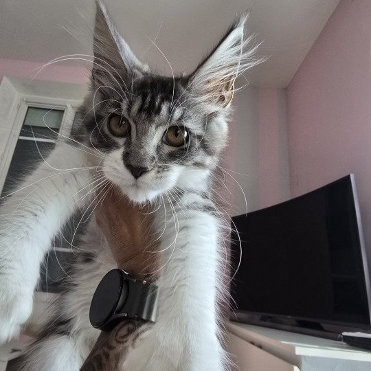 Asuna Arya du Temple d'Ubud Femelle Maine coon polydactyle