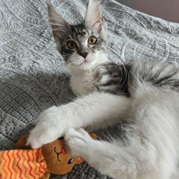 chat Maine coon polydactyle black silver mackerel tabby bicolor Asuna Arya du Temple d'Ubud Chatterie des Sept Phoenix