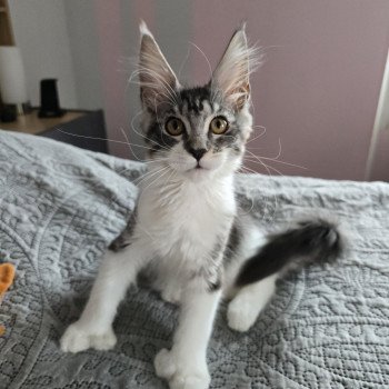 chat Maine coon polydactyle black silver mackerel tabby bicolor Asuna Arya du Temple d'Ubud Chatterie des Sept Phoenix