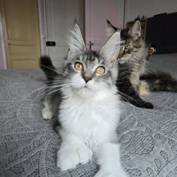 chat Maine coon polydactyle black silver mackerel tabby bicolor Asuna Arya du Temple d'Ubud Chatterie des Sept Phoenix