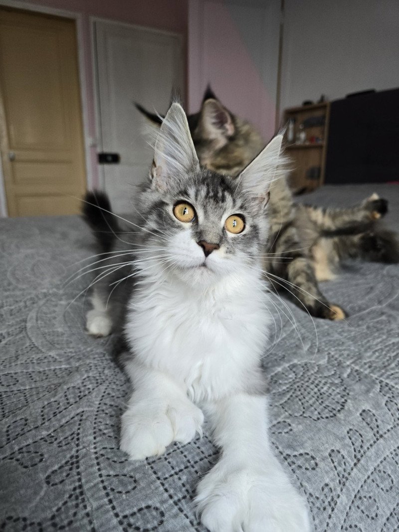 Asuna Arya P du Temple d'Ubud Femelle Maine coon polydactyle