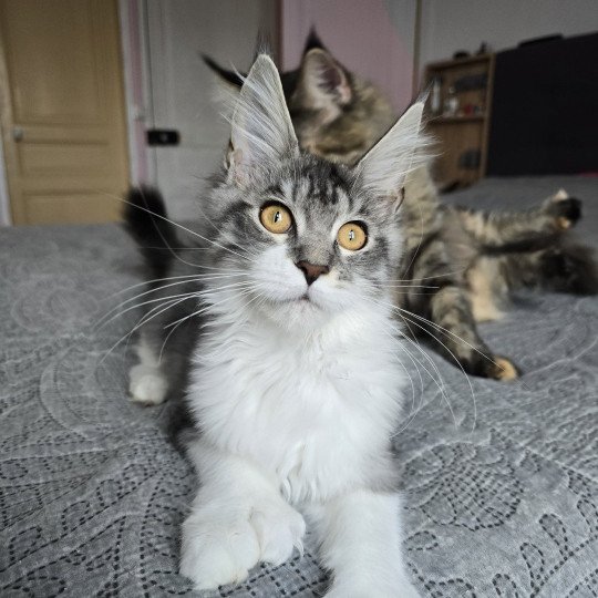 Asuna Arya P du Temple d'Ubud Femelle Maine coon polydactyle