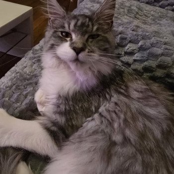 chat Maine coon polydactyle black silver mackerel tabby bicolor Asuna Arya P du Temple d'Ubud Chatterie des Sept Phoenix