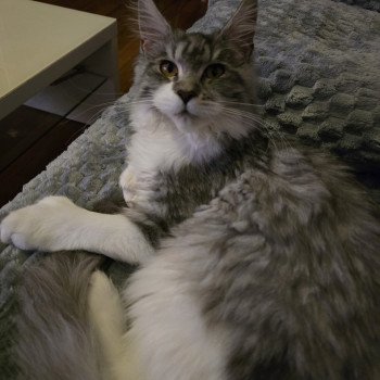 chat Maine coon polydactyle black silver mackerel tabby bicolor Asuna Arya P du Temple d'Ubud Chatterie des Sept Phoenix