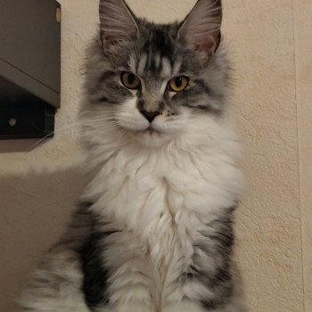chat Maine coon polydactyle black silver mackerel tabby bicolor Asuna Arya P du Temple d'Ubud Chatterie des Sept Phoenix