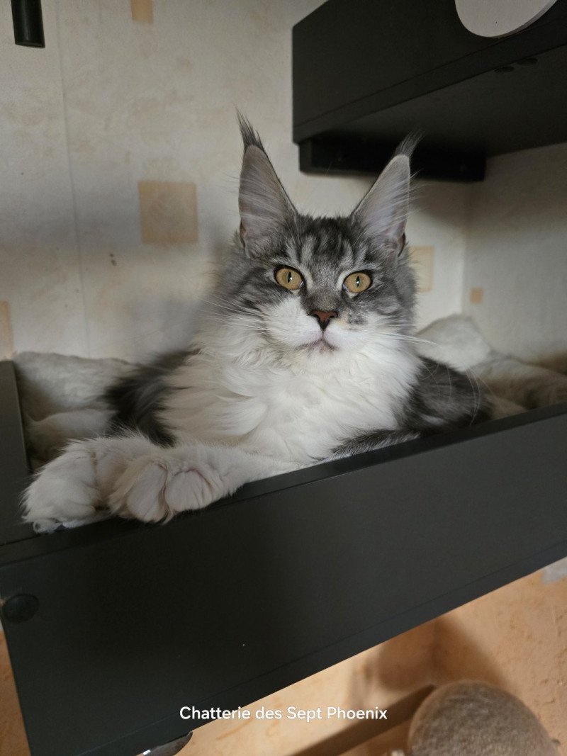 Asuna Arya P du Temple d'Ubud Femelle Maine coon polydactyle