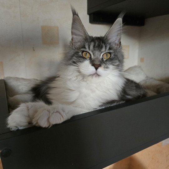 Asuna Arya P du Temple d'Ubud Femelle Maine coon polydactyle