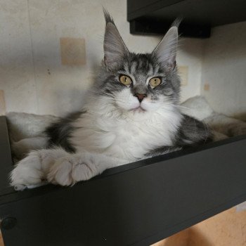 chat Maine coon polydactyle black silver mackerel tabby bicolor Asuna Arya P du Temple d'Ubud Chatterie des Sept Phoenix
