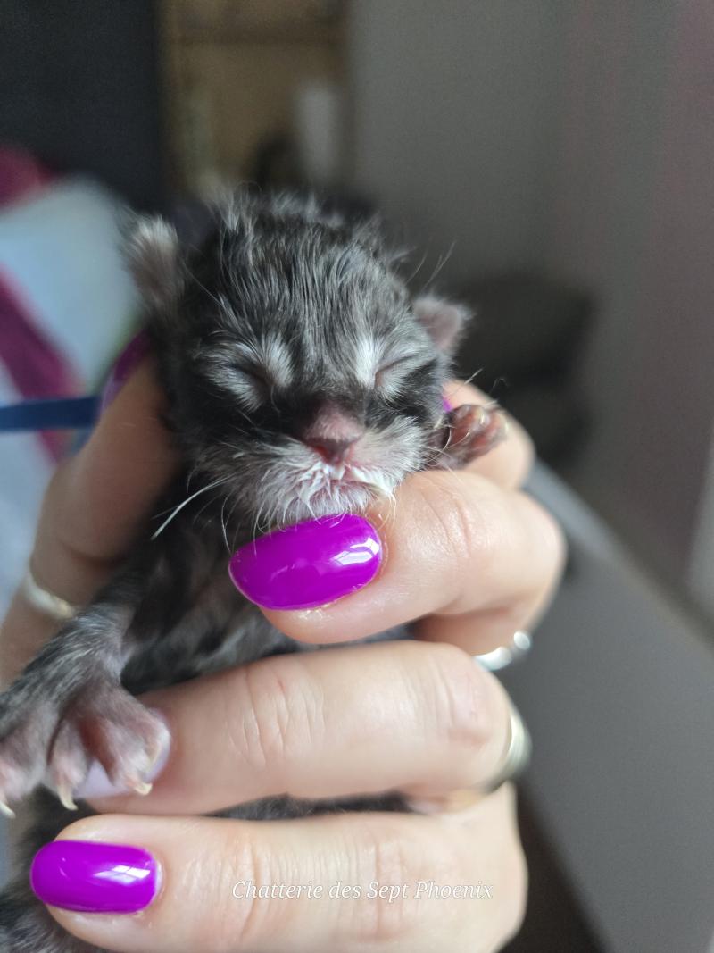 Berlin Des Sept Phoenix Mâle Maine coon polydactyle