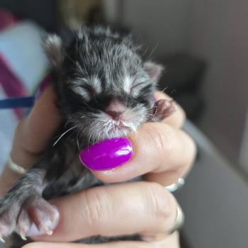 chaton Maine coon polydactyle black silver tabby Berlin Chatterie des Sept Phoenix
